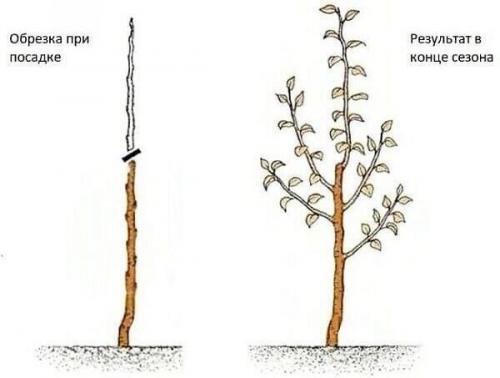 Как сделать так, чтобы груша начала приносить урожай быстрее. 02