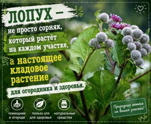 Лопух - это не просто сорняк, который растёт на каждом участке, а настоящее кладовое растение для огородника и здоровья. 

