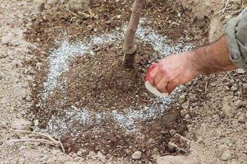 Как сделать так, чтобы груша начала приносить урожай быстрее. 03