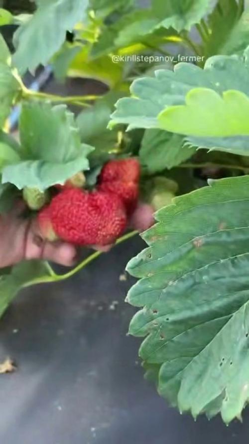 Первая подкормка + обработка от болезней клубники. 01