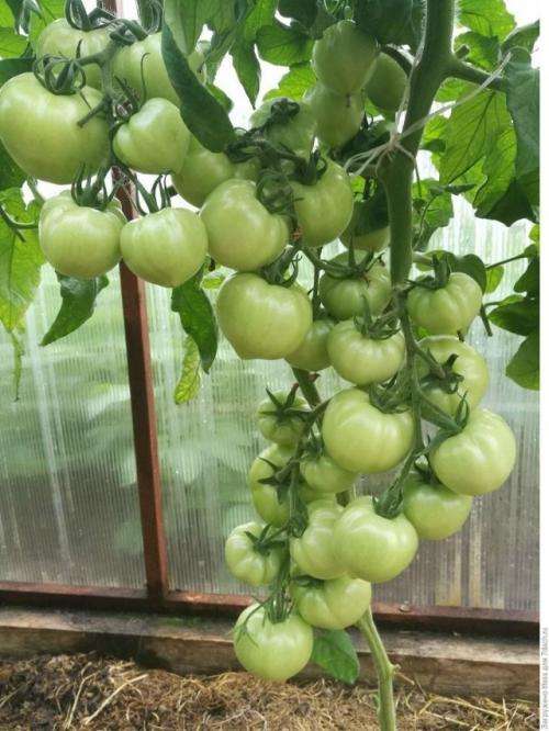 Важные правила подкормки, о которых нельзя забывать.

