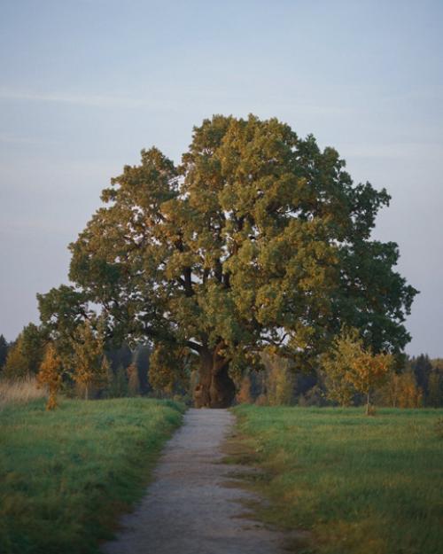 Sony A7r2 + Zeiss Distagon FE 35mm f/1. 06
