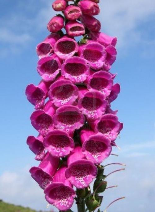 Наперстянка - красота в простоте. 03