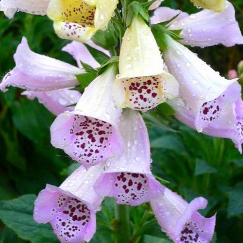 Наперстянка - красота в простоте. 05