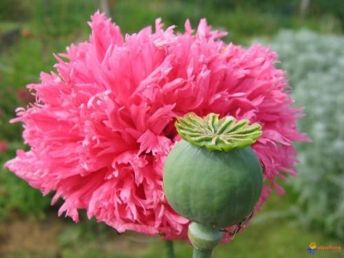 Маки - нежное очарование полей. 01