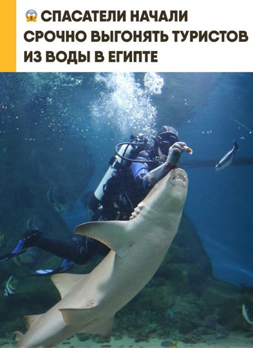 В Египте экстренно отменили все популярные морские экскурсии. 

