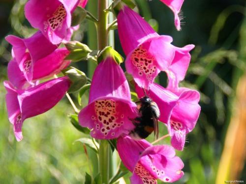 Наперстянка - красота в простоте. 04