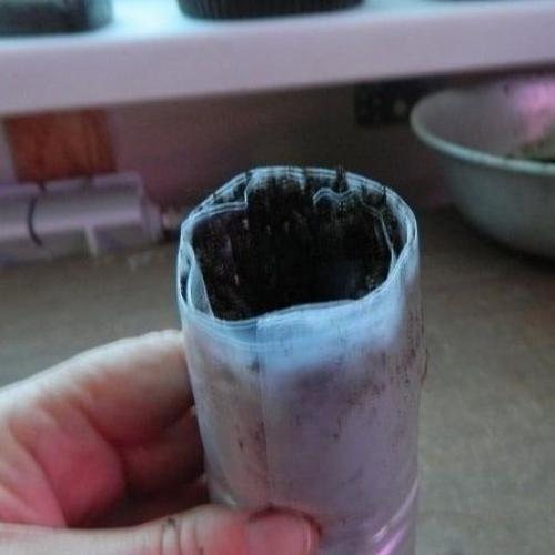 Посадка рассады в П/э пакеты. 04