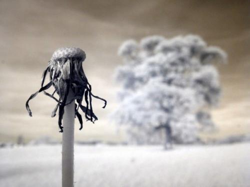 Бокэ - творческий подход к фотографии. 07