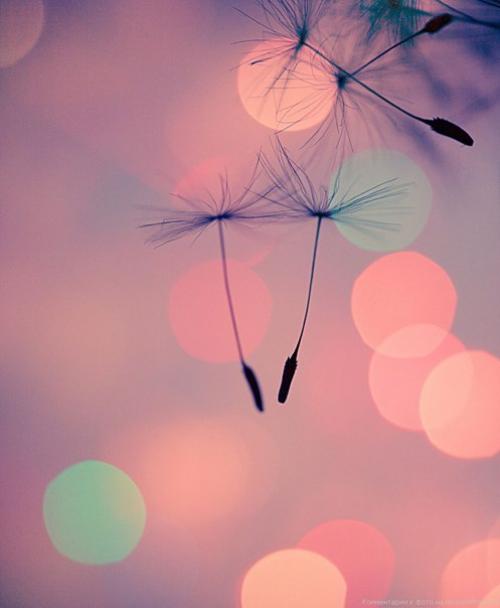 Бокэ - творческий подход к фотографии. 09