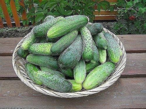 Бор в увеличении завязей поможет. 02 Бор в увеличении завязей поможет. 02