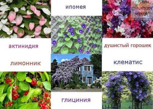 Идеи беседок для сада варианты вьющихся растений. 04 Идеи беседок для сада варианты вьющихся растений. 04