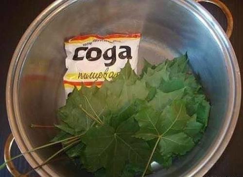 Скелетирование листьев. Понадобится: 01