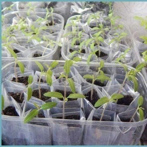 Посадка рассады в П/э пакеты. 05