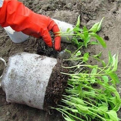 Посадка семян в УЛИТКУ с землёй. 08 Посадка семян в УЛИТКУ с землёй. 08