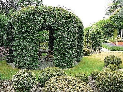 Идеи беседок для сада варианты вьющихся растений. 02 Идеи беседок для сада варианты вьющихся растений. 02