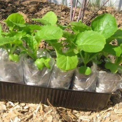 Посадка рассады в П/э пакеты. 08