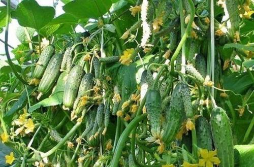 Бор в увеличении завязей поможет. 03 Бор в увеличении завязей поможет. 03