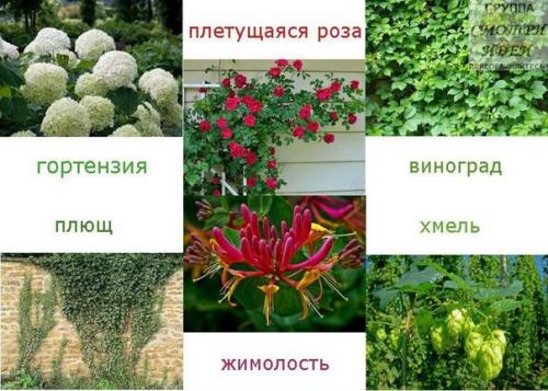 Идеи беседок для сада варианты вьющихся растений. 05 Идеи беседок для сада варианты вьющихся растений. 05