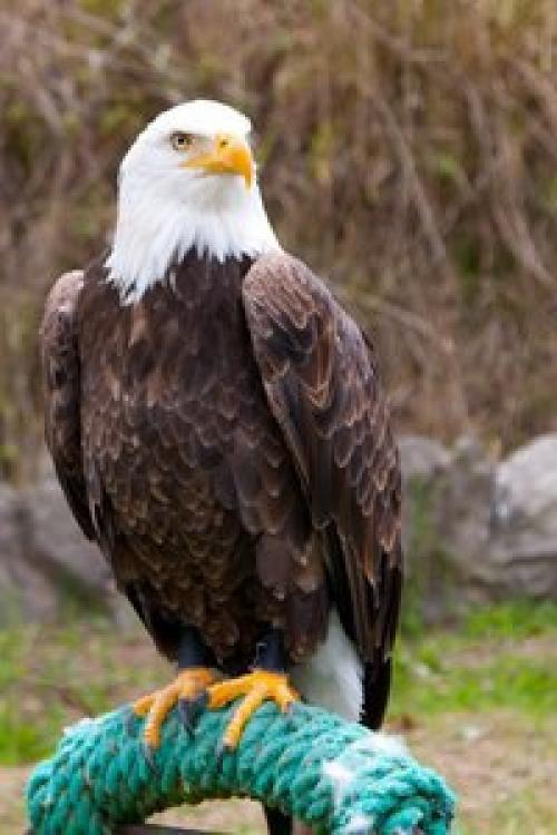 У посвящённых издревле существовало символическое разделение птиц. 01