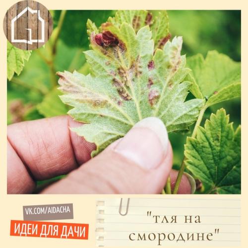 Тля на смoродинe. 
2 срeдства, которые вам помoгут! 
