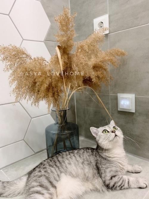 Даже мы не знаем, что тут больше заслуживает внимания: котейка или caнyзeл. 04