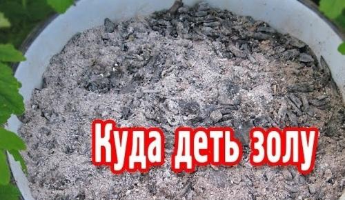 Зола для огурцов: когда и как подкармливать правильно? 01