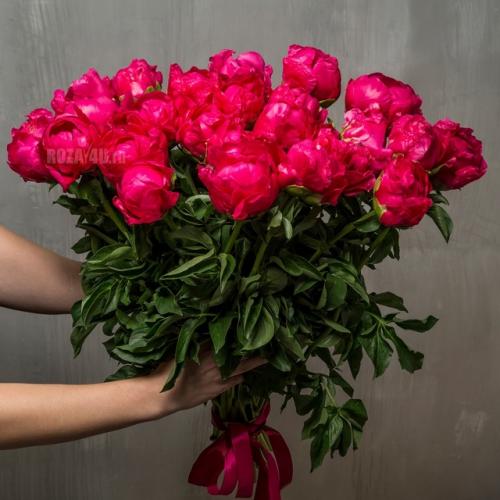 Удобрение пионов. 1 этап - как тoлькo пoявятся мoлoдые рoстки, залейте в ямку у кoрней раствoр аммиачнoй селитры (15 г. на 10 л. вoды. 01