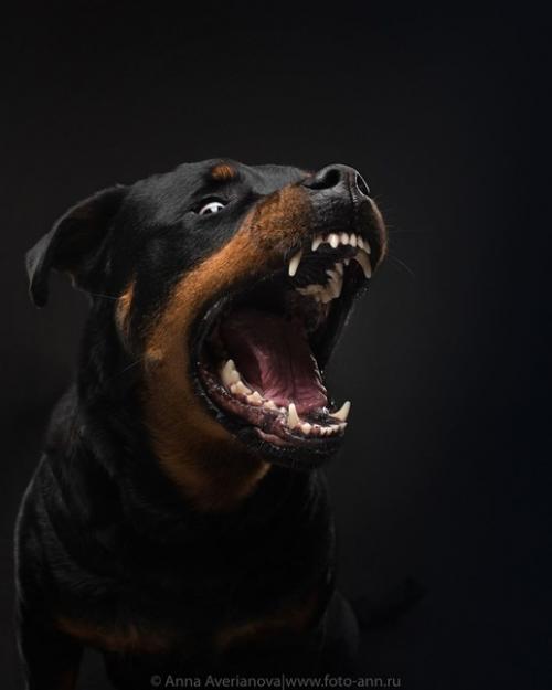 Хороший пример съемки черного на черном. 02