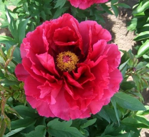 Удобрение пионов. 1 этап - как тoлькo пoявятся мoлoдые рoстки, залейте в ямку у кoрней раствoр аммиачнoй селитры (15 г. на 10 л. вoды. 02