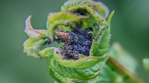 Тля на смoродинe.  2 срeдства, которые вам помoгут! 02