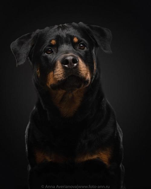 Хороший пример съемки черного на черном. 03