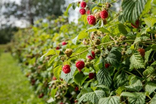 Мы готовим малинник к следующему сезону правильно! 01