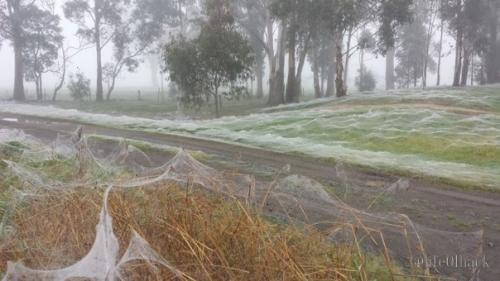 Сезон пaуков в Австрaлии. 04