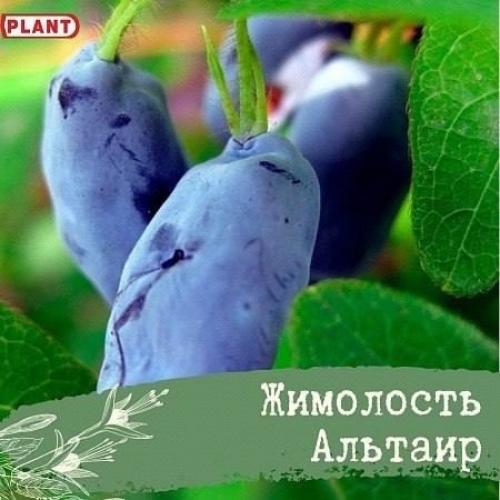 3 популярных сорта жимолости. 01