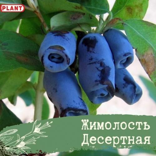 3 популярных сорта жимолости. 02