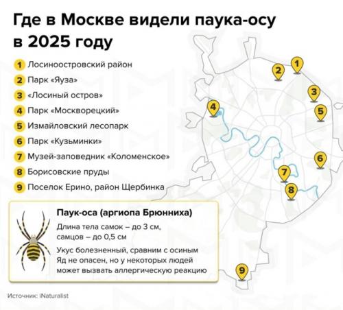 Ядовитые пауки - осы добрались до Москвы - об этом заявляют биологи. 01
