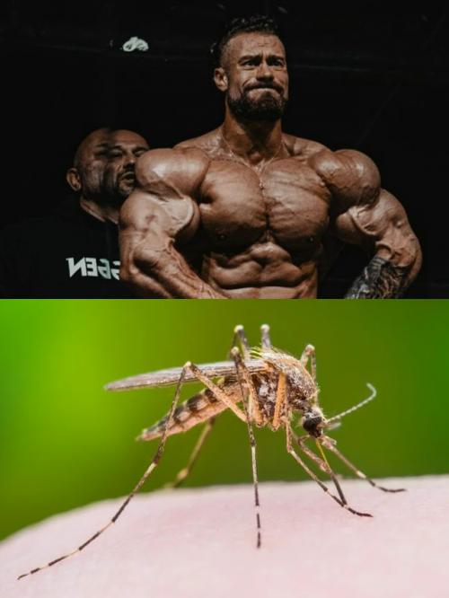 Учёные выяснили, что качки сильнее других страдают от укусов комаров. 01