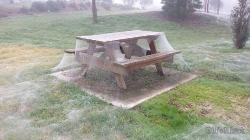 Сезон пaуков в Австрaлии. 05