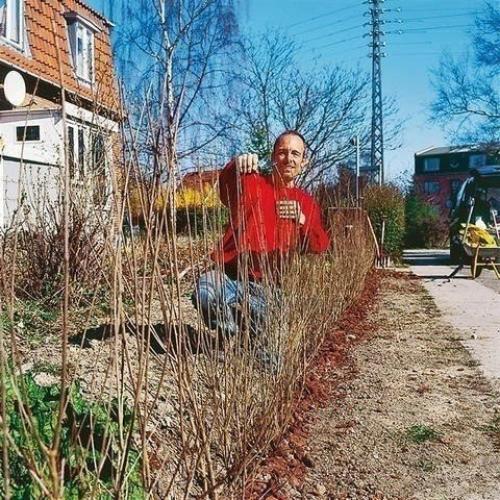 20 растений, из которых лучше всего делать живые изгороди: 01