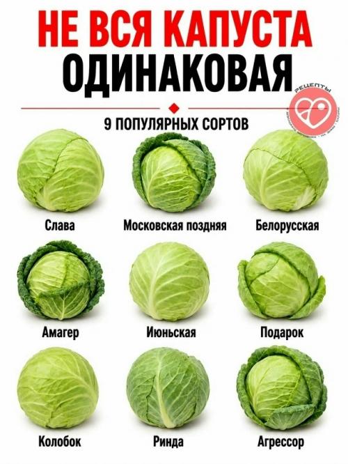 Даже привычные продукты могут заметно отличаться по плотности, сладости, сочности и текстуре. 02