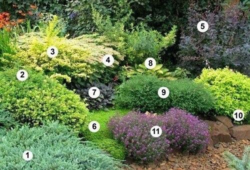 Смешанные посадки. Фото 1. 04