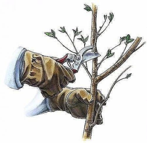 Обрезка вишни и черешни осенью. 03 Обрезка вишни и черешни осенью. 03