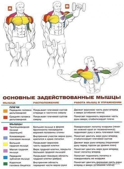 Стратегия развития больших плеч. 03 Стратегия развития больших плеч. 03