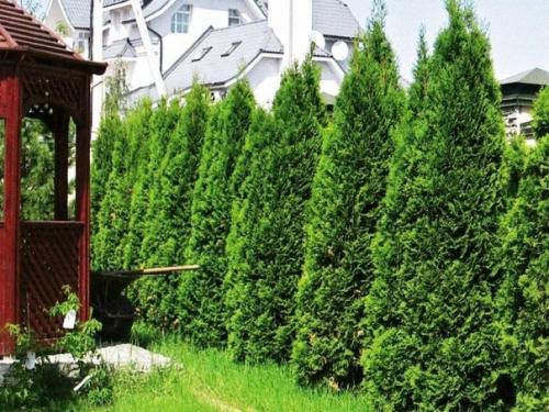 Дачный лайфхак. Что делать, если сохнет туя? 02