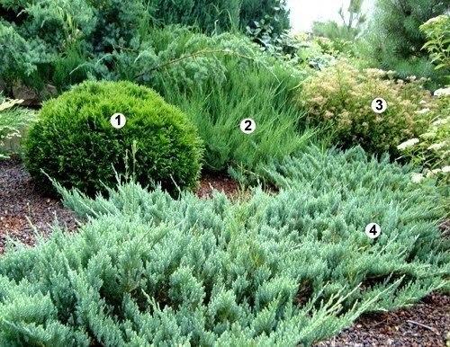 Смешанные посадки. Фото 1. 03