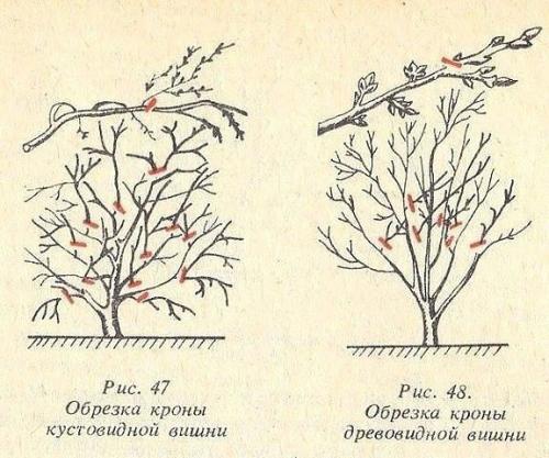 Обрезка вишни и черешни осенью. 01 Обрезка вишни и черешни осенью. 01
