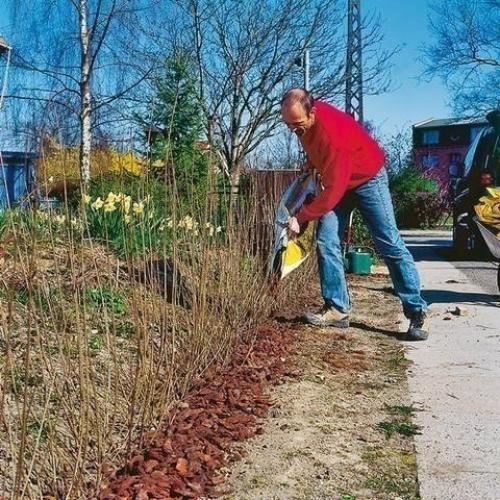 20 растений, из которых лучше всего делать живые изгороди: 03