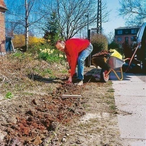 20 растений, из которых лучше всего делать живые изгороди: 07