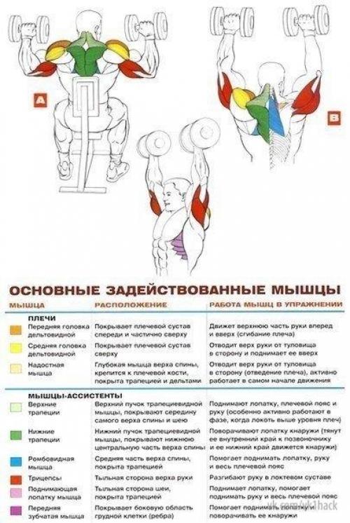 Стратегия развития больших плеч. 06 Стратегия развития больших плеч. 06